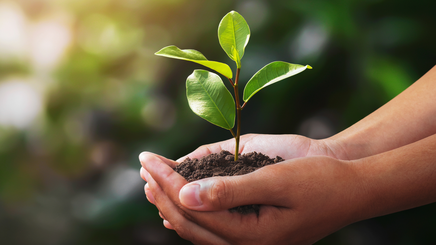 5 Steps To Creating A Sustainability Strategy For Your School