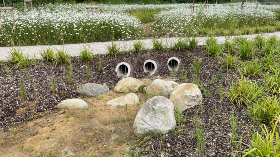 Sustainable Drainage Systems (SuDS) for Schools